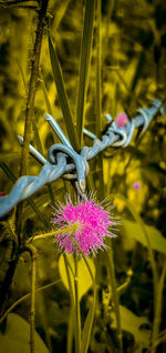 Close-up of pink flowering plant