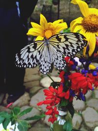 Close-up of butterfly on flowers