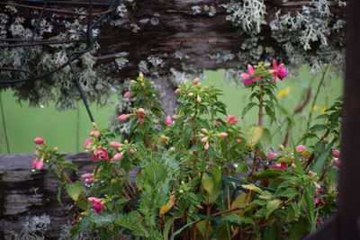 Close-up of flowers blooming on tree