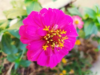 Close-up of pink flower