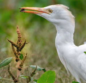 Close-up of a bird