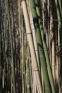 Full frame shot of bamboo trees in forest