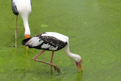 Duck standing in a lake