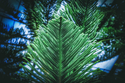 Close-up of palm tree