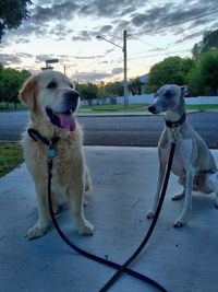 Dog with dog in background