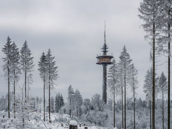 Trees on snow covered land against sky