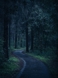 Road amidst trees in forest