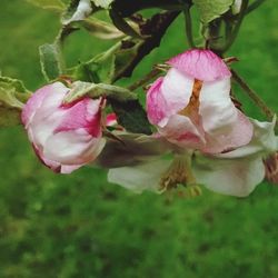 Close-up of pink flowers