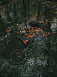 Reflection of tree in lake