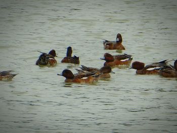 Ducks swimming on lake