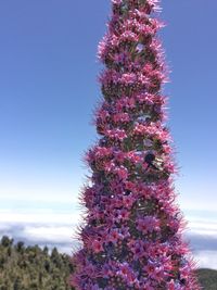 Low angle view of pink flowering tree against sky