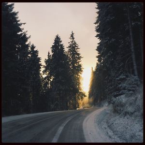 Country road along trees