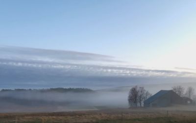 Trees on field against sky