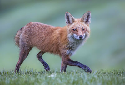 Portrait of an fox on grass