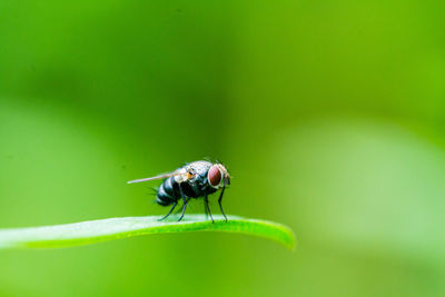 Close-up of housefly on plant