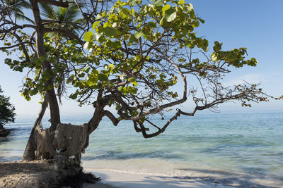 Tree by sea against sky