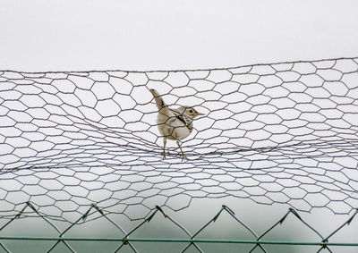 Low angle view of bird perching on chainlink fence