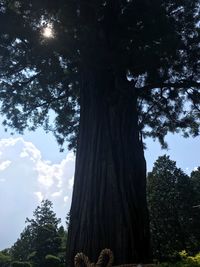 Low angle view of trees in forest against sky