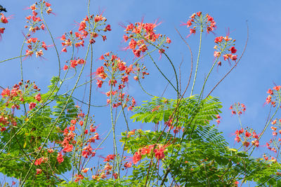 Low angle view of flowering plants against blue sky