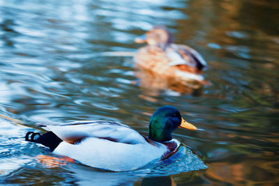 Duck swimming in lake