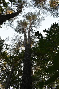 Low angle view of trees against sky