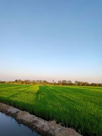 Scenic view of agricultural field against clear sky