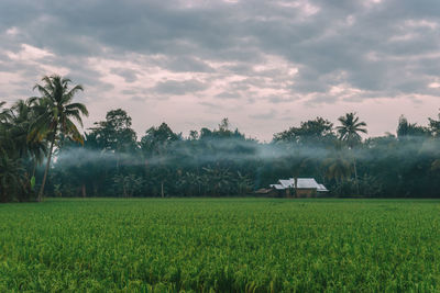 Scenic view of agricultural field against sky