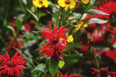 Close-up of red flowering plant