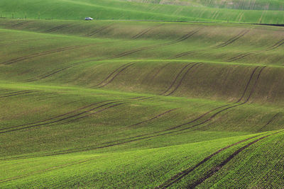 Scenic view of agricultural field