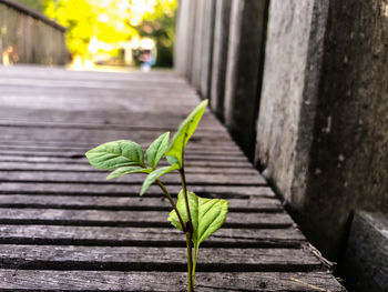 Close-up of plant growing on footpath