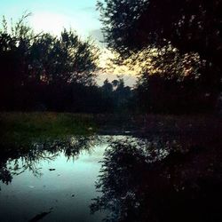 Reflection of trees in lake