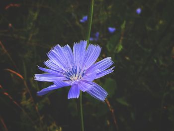 Close-up of purple flowering plant