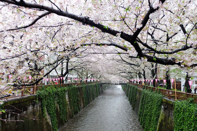 Cherry blossoms in park