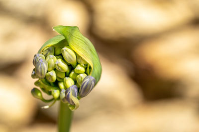 Close-up of green buds on plant