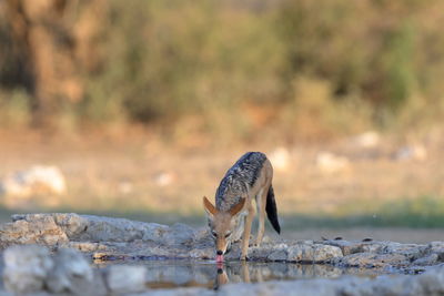 Close-up of deer standing on field