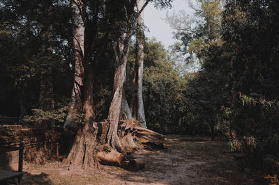 Trees growing in forest