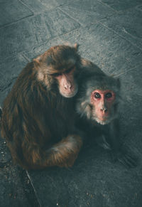 Two monkeys sitting on footpath