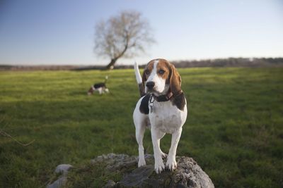 Portrait of dog on field against sky