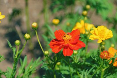 Close-up of red flowering plants