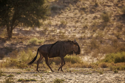 Side view of blue wildebeest walking on field