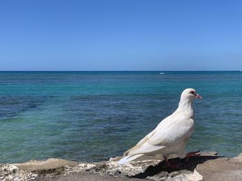 Seagull on beach against clear blue sky