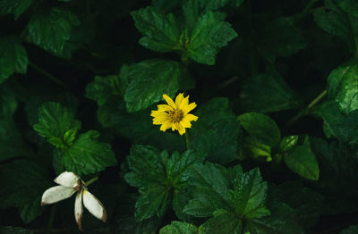 Close-up of yellow flowering plant