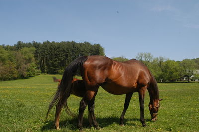 Horse in a field