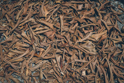 Full frame shot of dry leaves