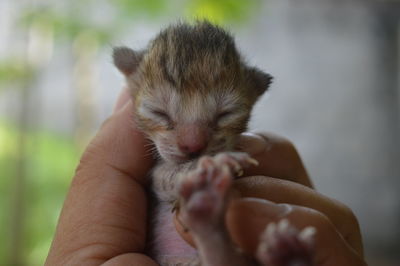 Safety hold a kitten