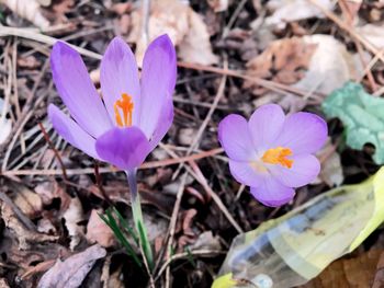 Close-up of pink crocus blooming outdoors