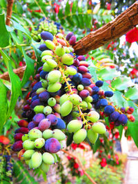 Close-up of grapes hanging on tree