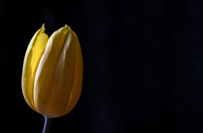 Close-up of yellow tulip against black background