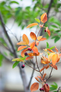 Close-up of orange leaves on tree