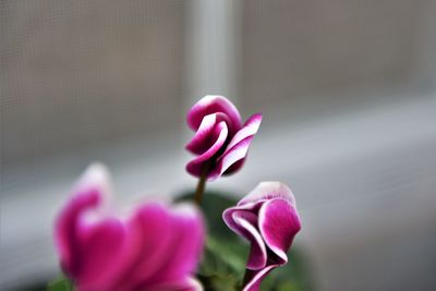 Close-up of pink rose flower